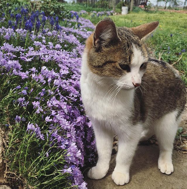 Humphrey says Happy Easter! 🥚🌺💐 #farmlife #farmcat #springblooms