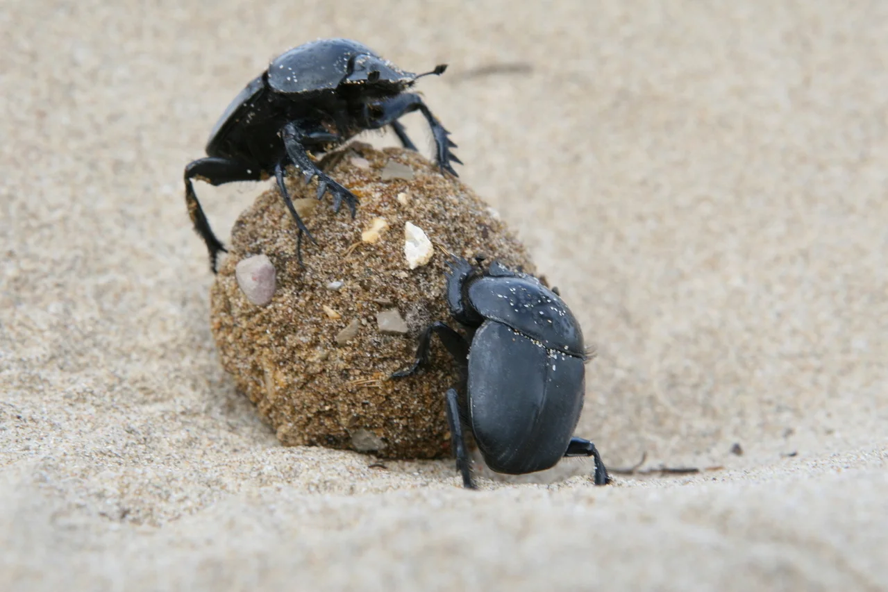 dung-beetles-1057502-1279x852.jpg