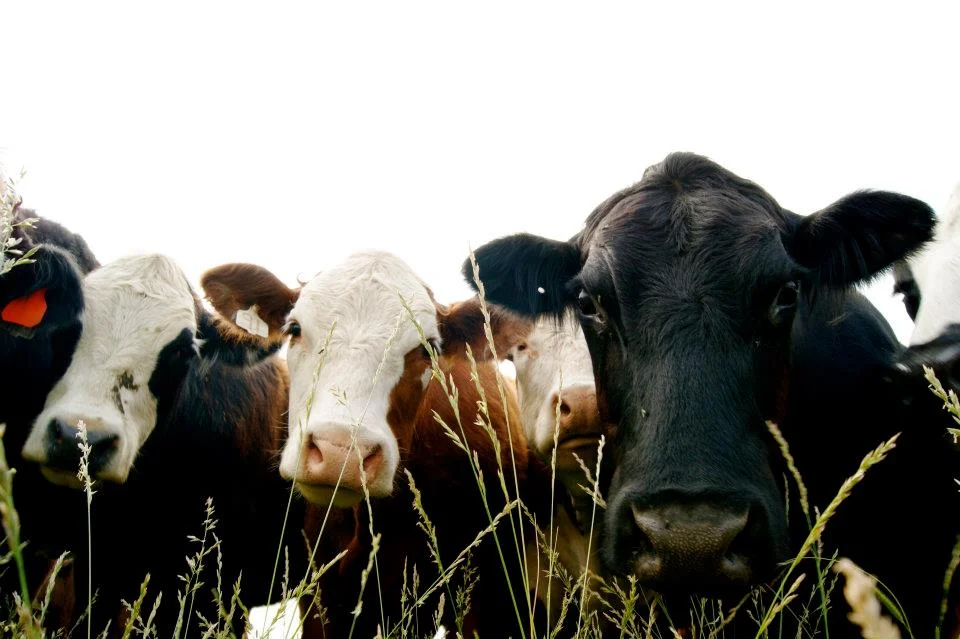 Dung Beetle Seminar Features Holistic Planning for Profitability, Soil Health