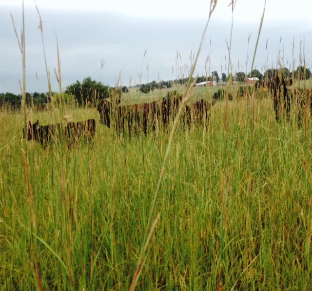 Grass Finishing Retreat