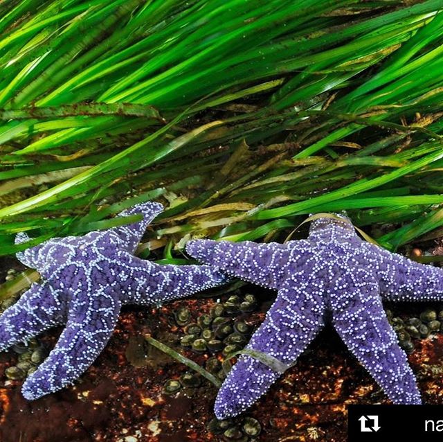 What a reminder of the infinite wonder of our natural world. When something this gorgeous pops up in your feed, sometimes you just gotta share! #seeingstars #holisticliving #holisticmanagement #Repost @natgeo with @get_repost
・・・
Photo by Thomas Pesc