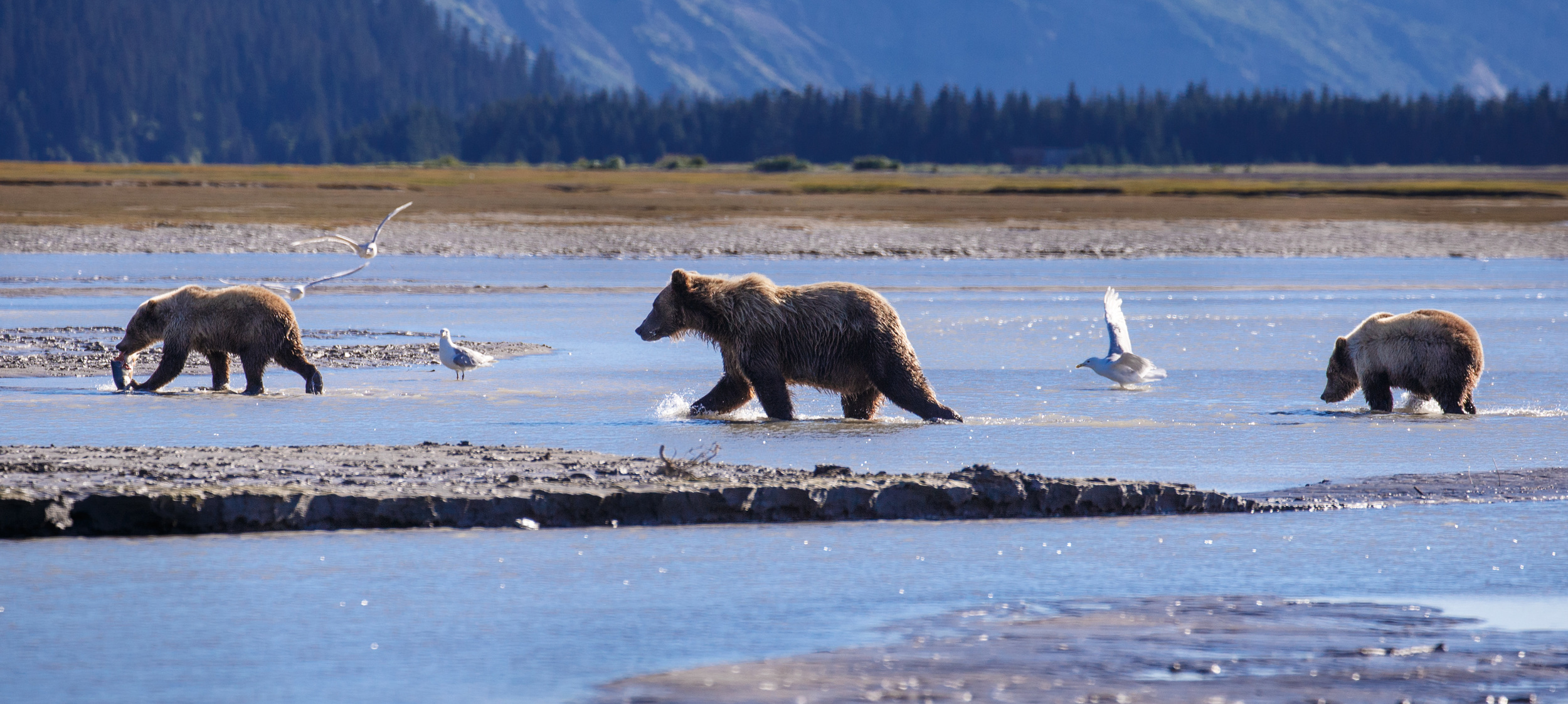 Sow and Cubs fishing in Alaska