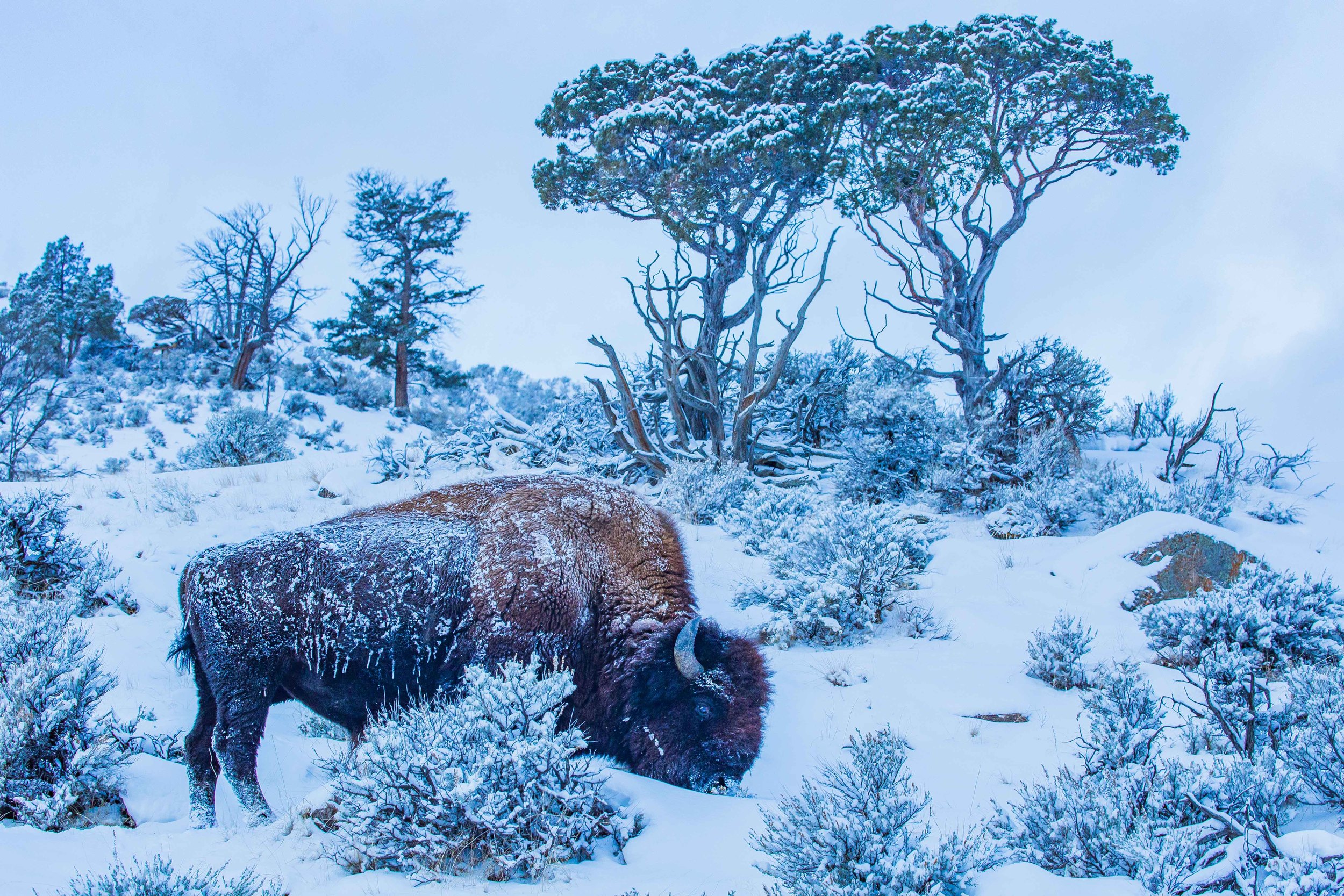 Winter Bison in Yellowstone National Park