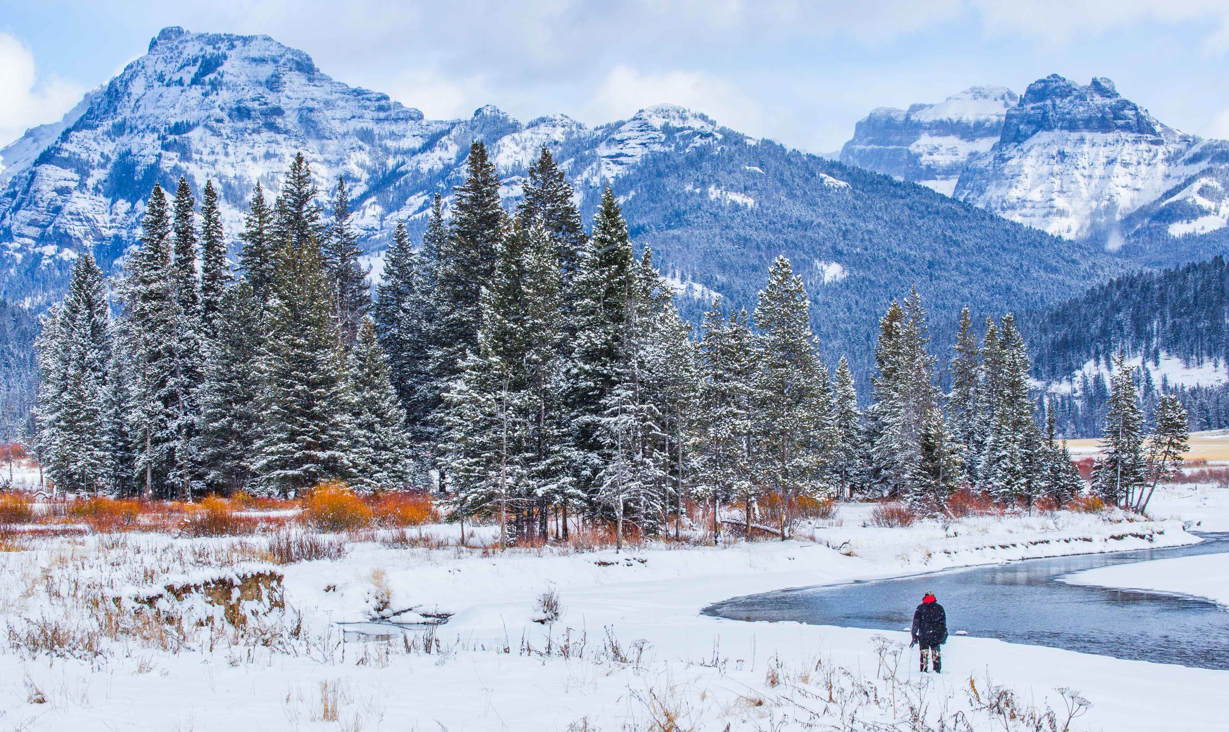 Wolf Tracking in Yellowstone National Park