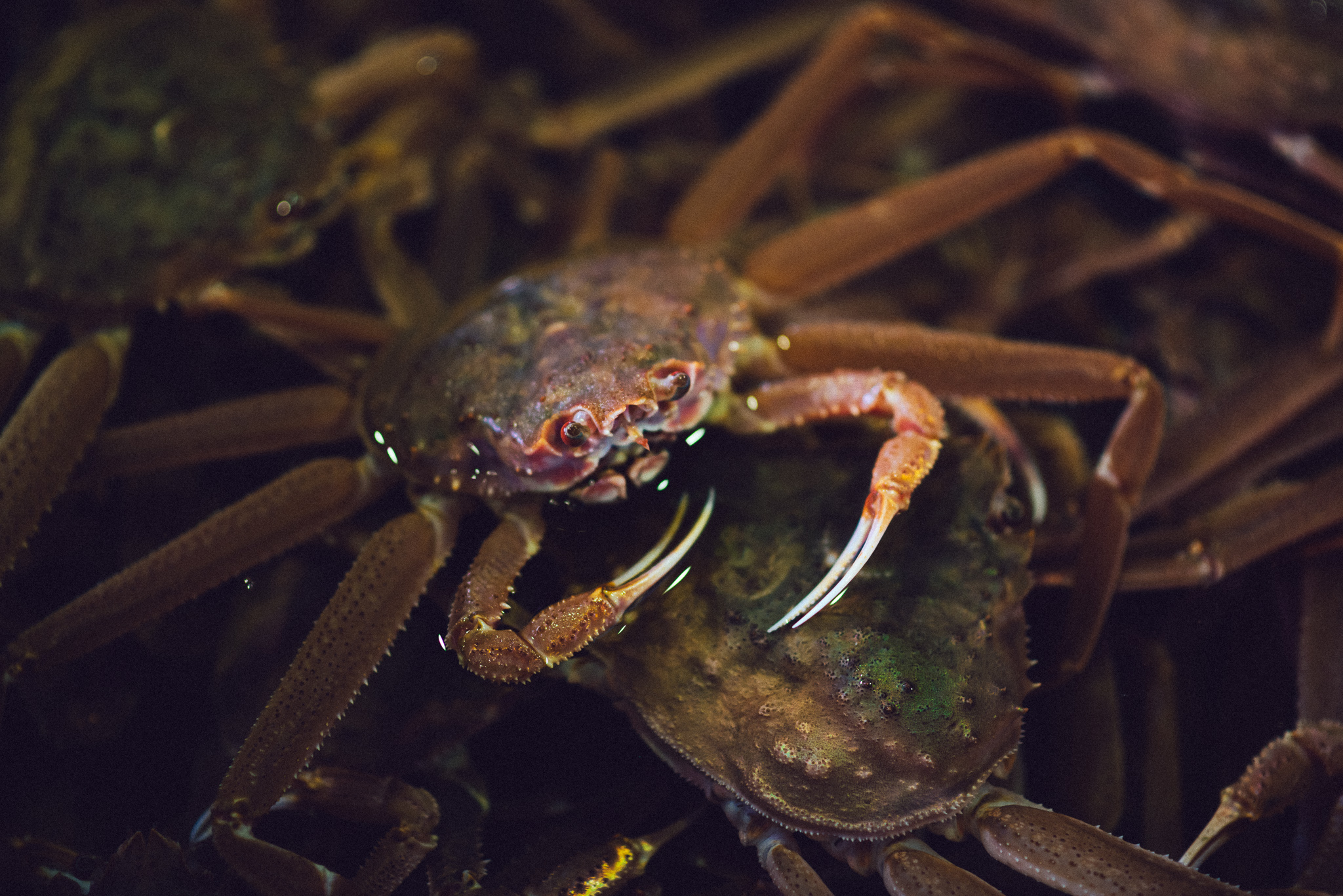 crab at Hokkaido fish market