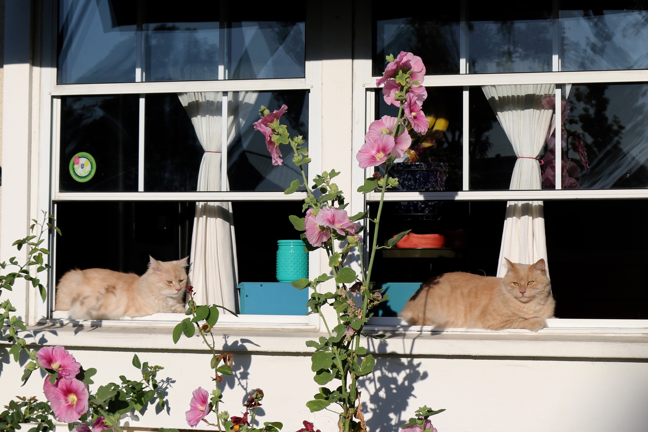Simon and Garfunkel soaking in the morning light. 