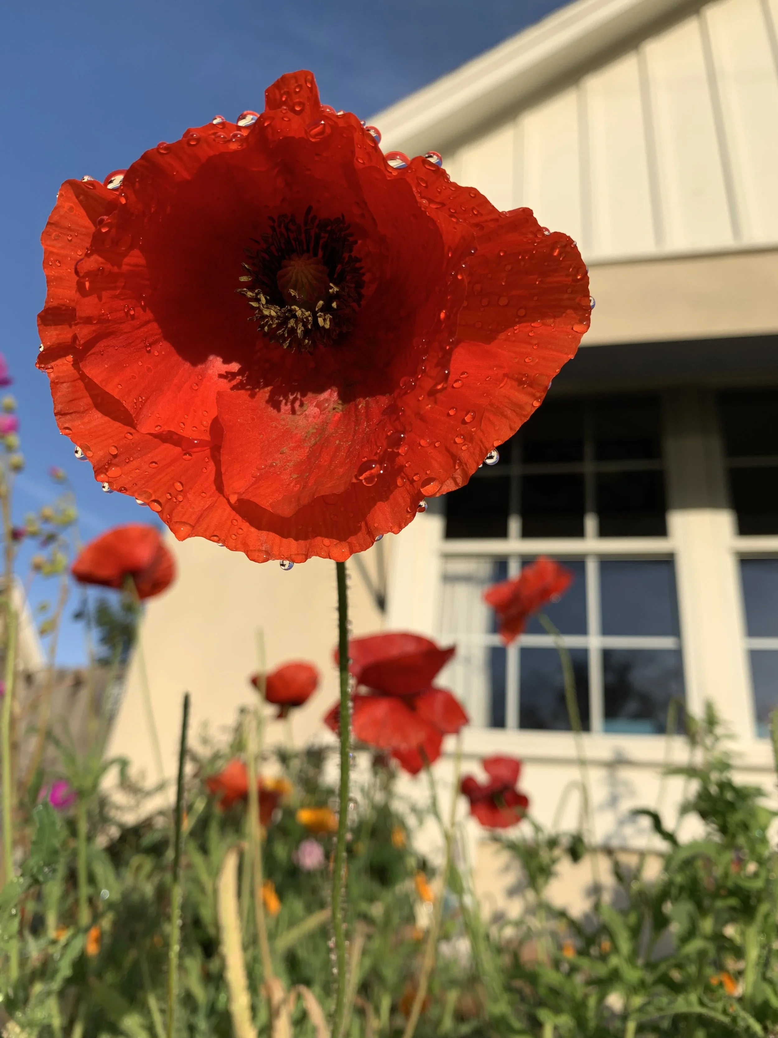 red poppy.jpg