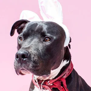 bark-williams-santa-monica-pet-portraits.jpg