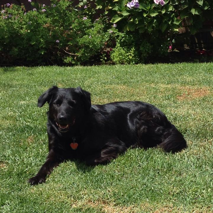 roxie in the yard.jpg