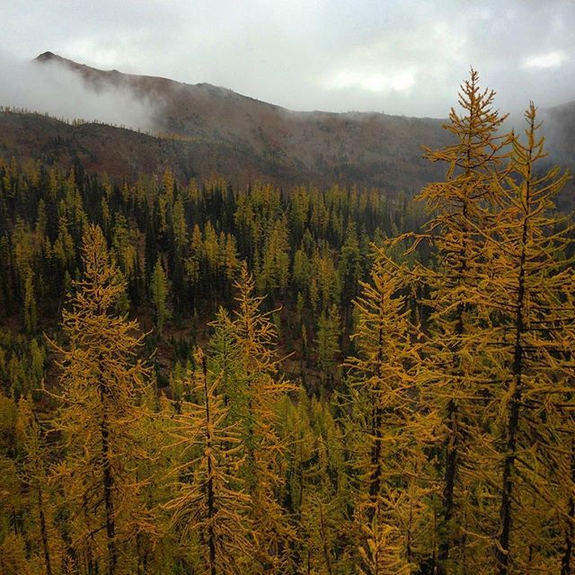 Washington's fall larches