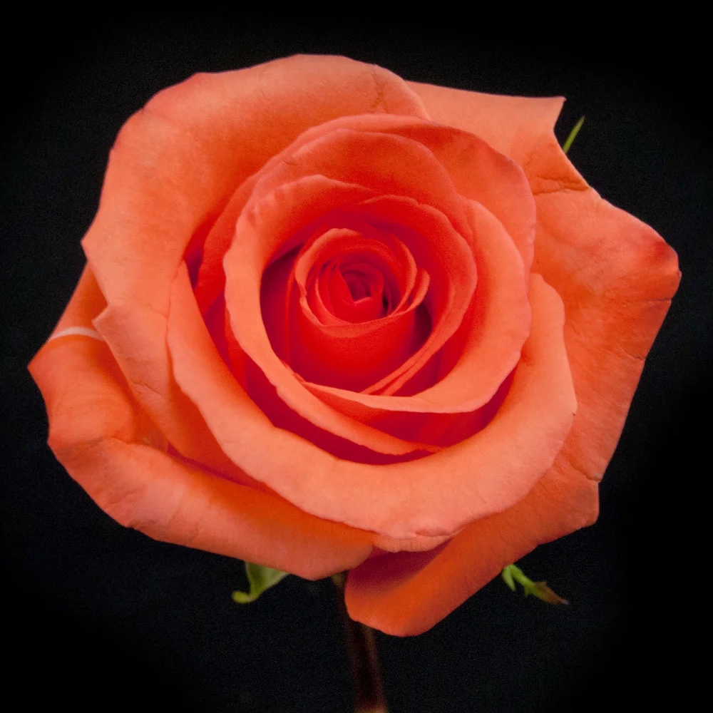 impulse-rose-top-4.jpg