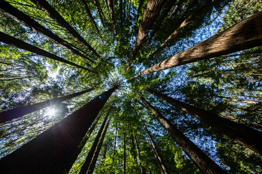 trees.jpg
