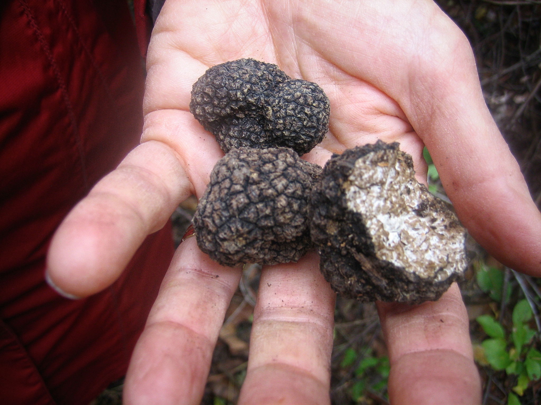 BLACK TRUFFLE IN HAND BURGUNDY_2.jpg