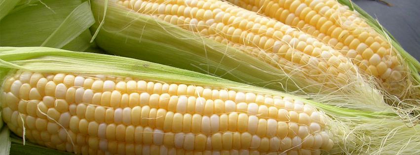 FB Cover Corn.jpg
