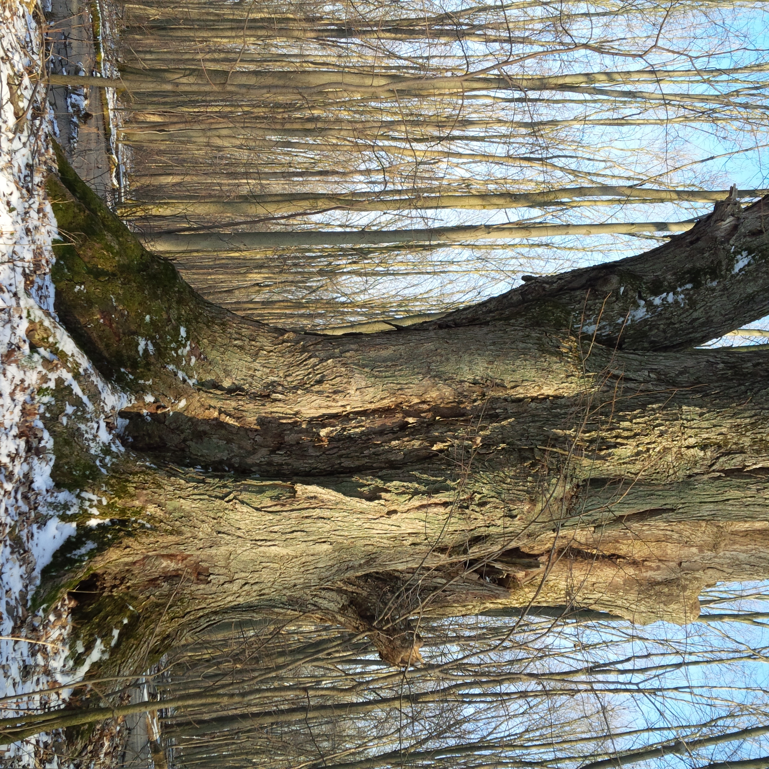 Bush - winter 2015.jpg