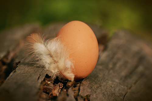 egg-1595940_960_720.jpg