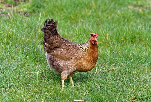 chicken-881026__340.jpg
