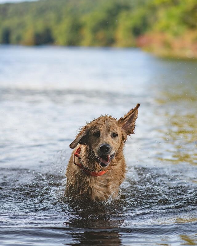 He&rsquo;s always in the water. Especially if we are mountain biking.
.
.
#goldenretriever #goldensofinstagram #swimming #outside #getoutside #mountainbiking #petsofinstagram #dogsthatswim #photography #nikon #d850 #nikonnofilter #85mm #lifestylephot
