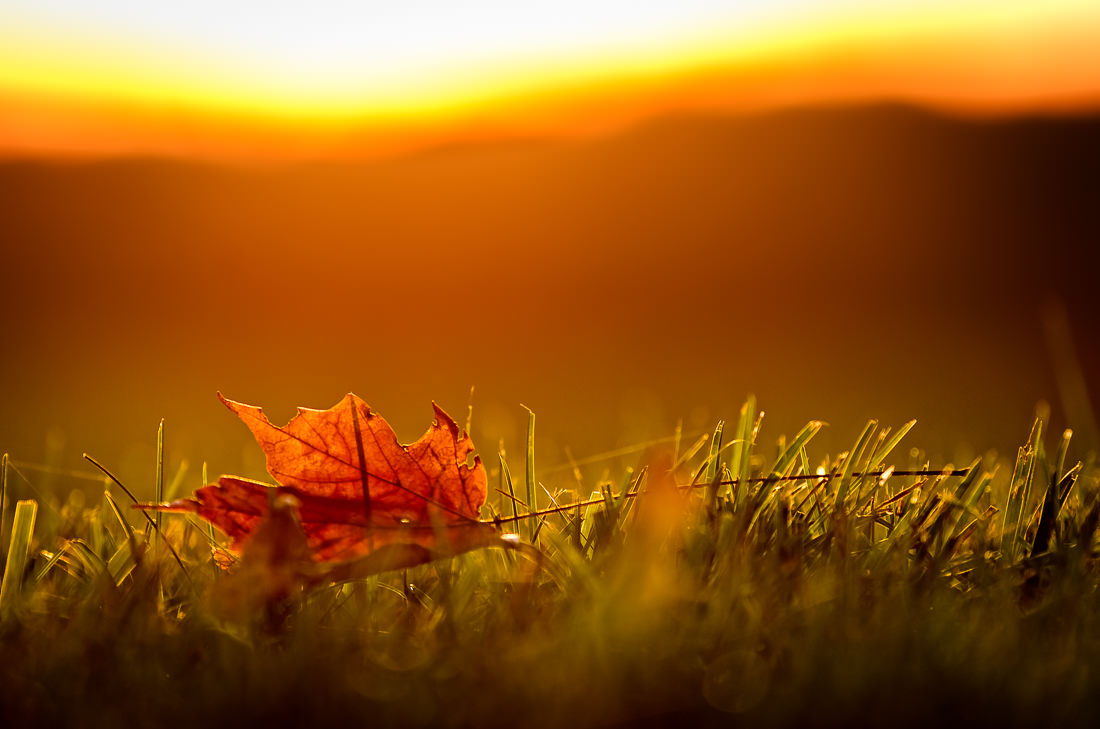 Fallen Leaf, Radiant Sky
