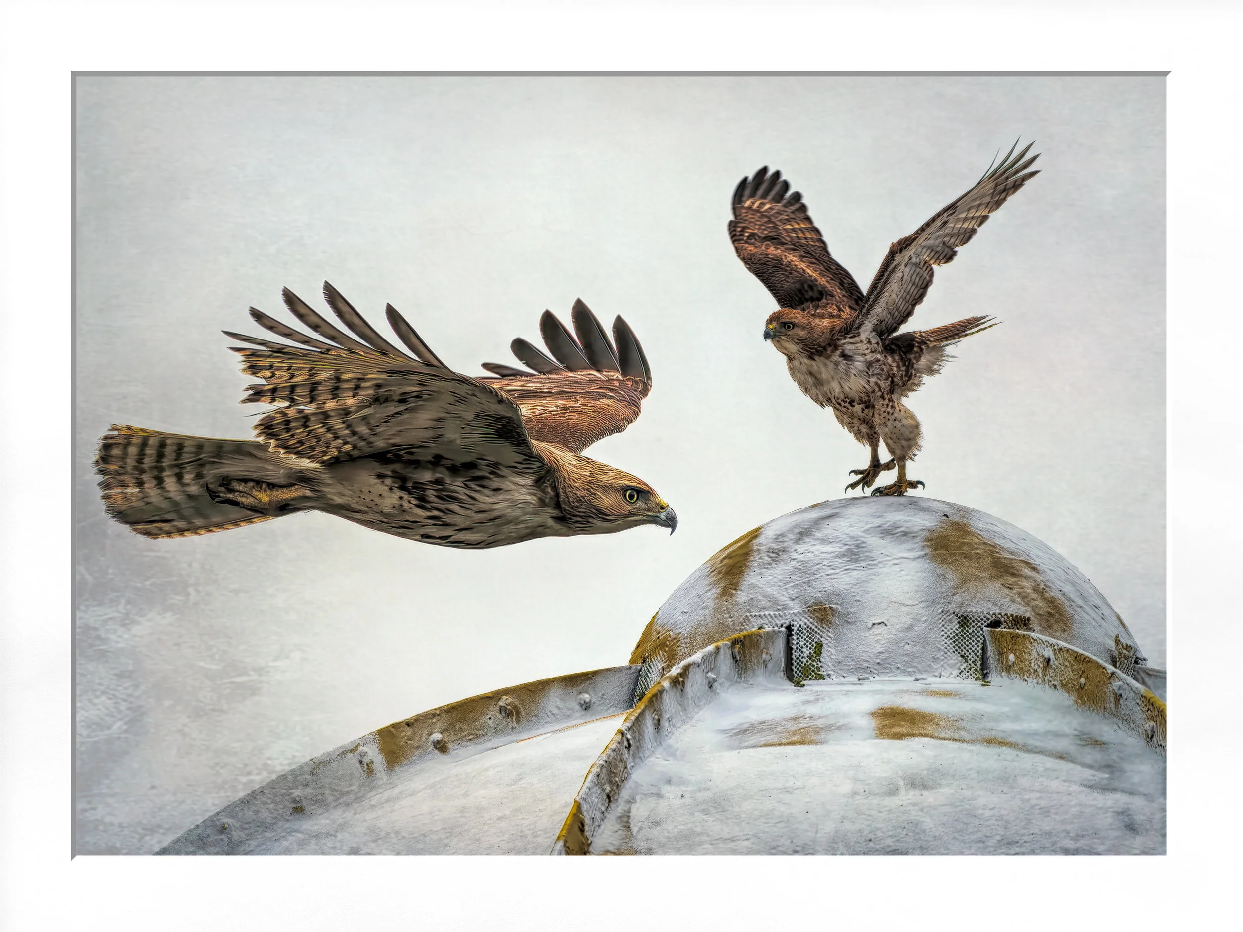 Juvenile Red-Tailed Hawk (Buteo jamaicensis)
