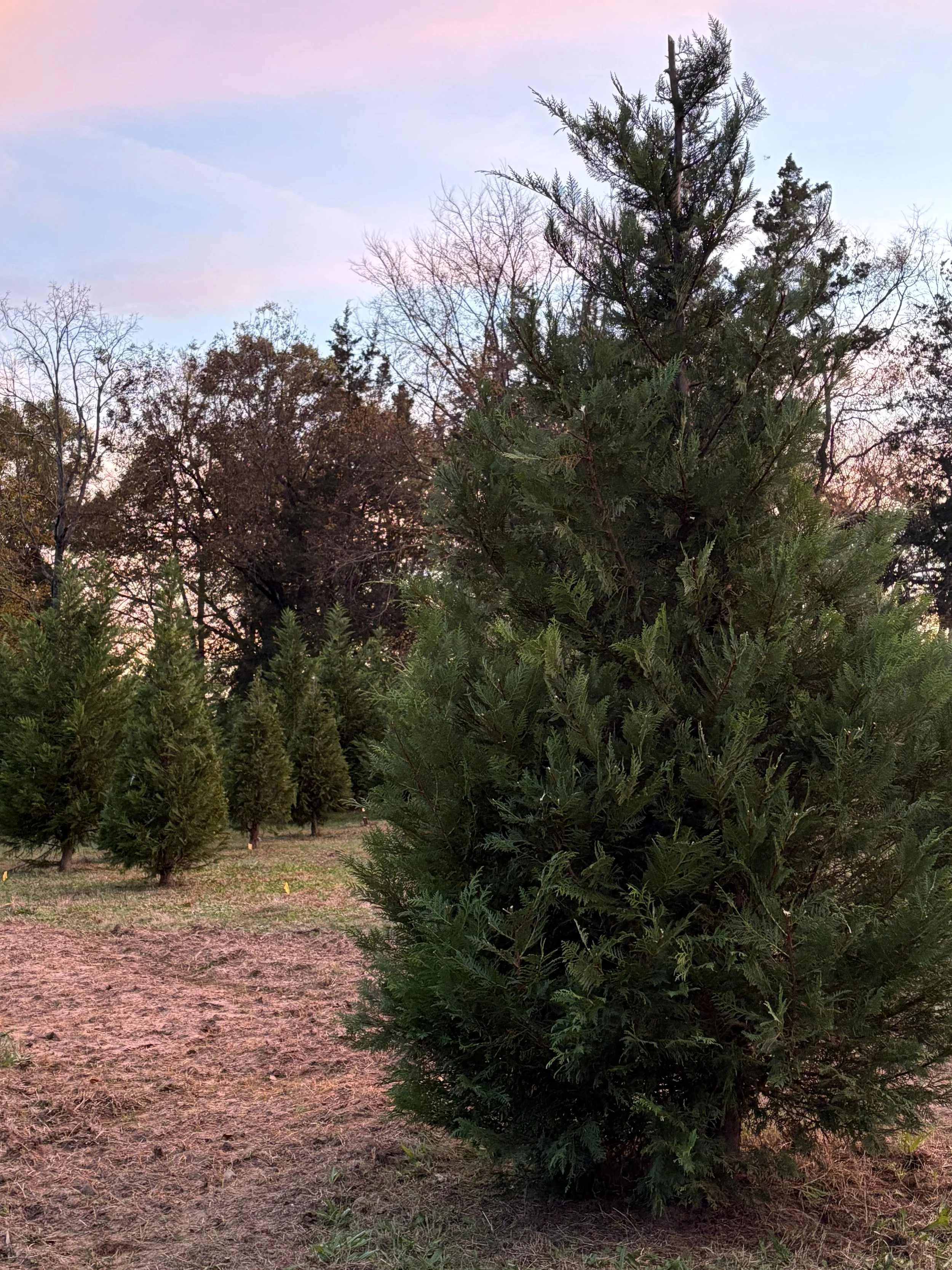 Leyland Cypress