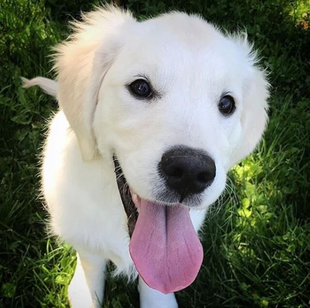HAPPY THURSDAY EVERYONE! .
.
#tongueoutthursday .
.
#bayleeismymommy #ILoveLakeArrowhead #instadogfeature #englishgoldenretriever #puppiesofinstagram #dogoftheday #animalsofinstagram #pawsomeretrievers #thedailywoof #boopmynose #puppyoftheday #animal