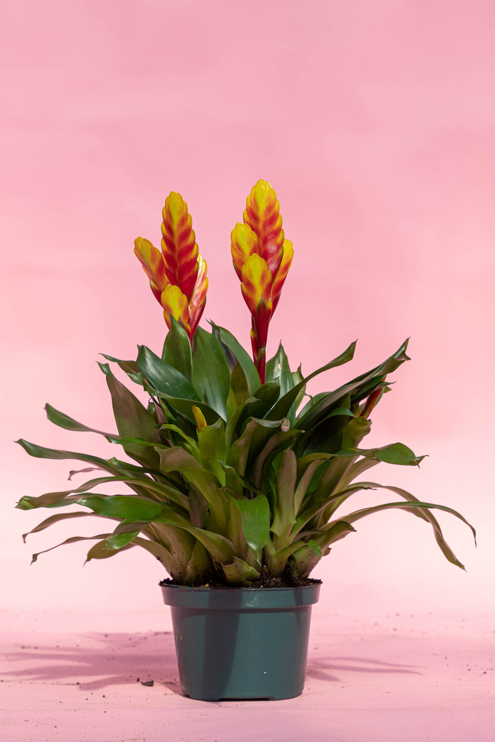 Het hotel Bewonderenswaardig waterstof Bromeliad Vriesea — Rooney Bloom