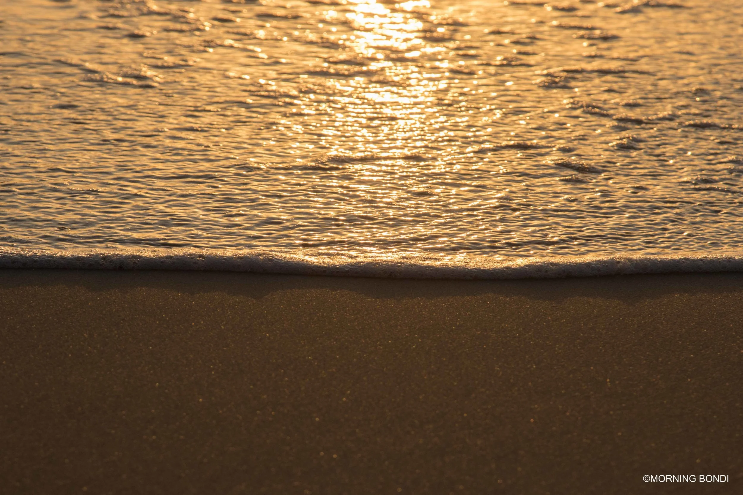 Golden shorey