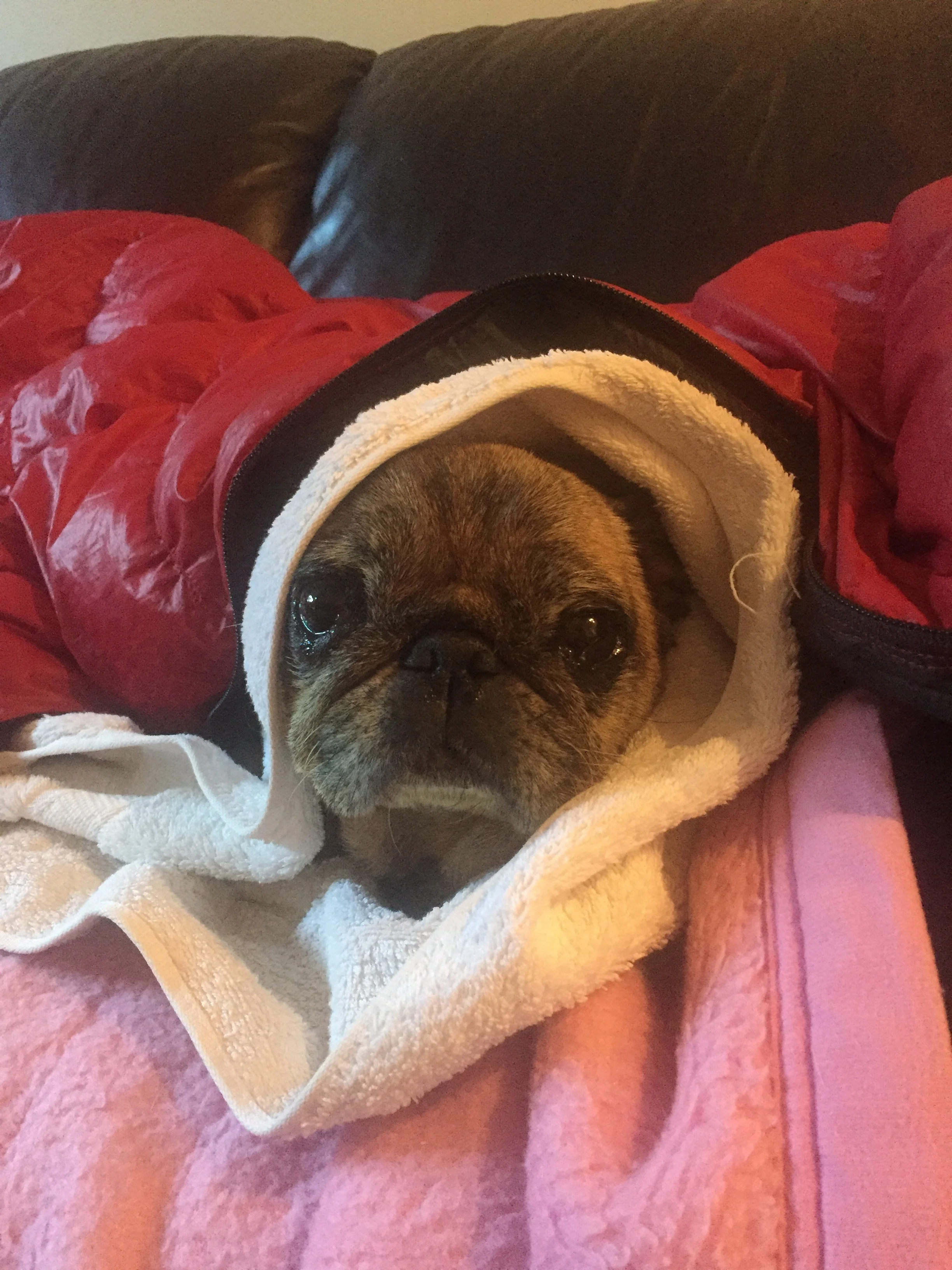 Sunday before heading to the emergency vet. One very sick little girl.