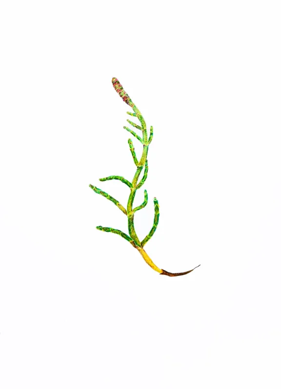 Sea Asparagus