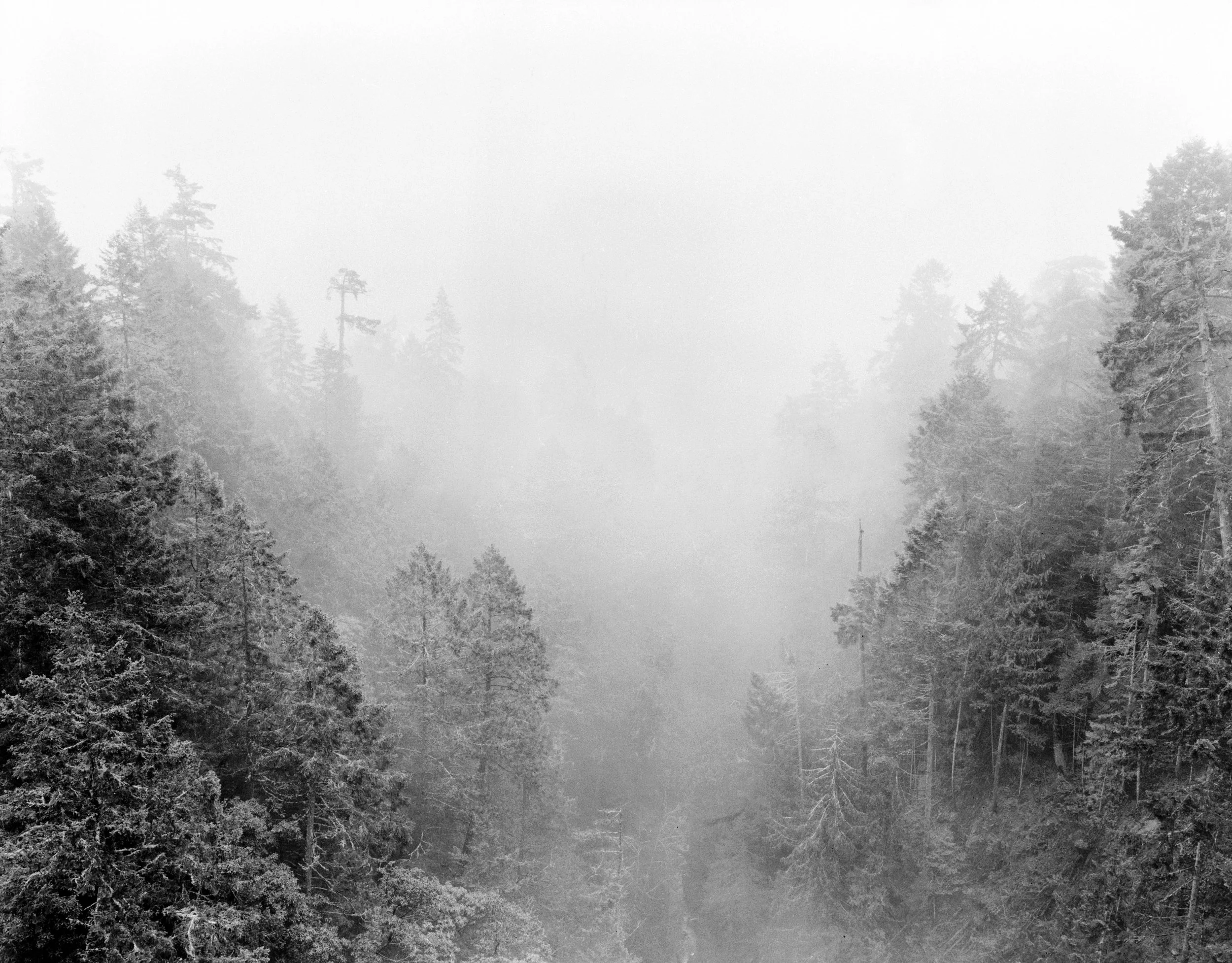 9_Natasha_Lavdovsky_Misty Woods.jpg