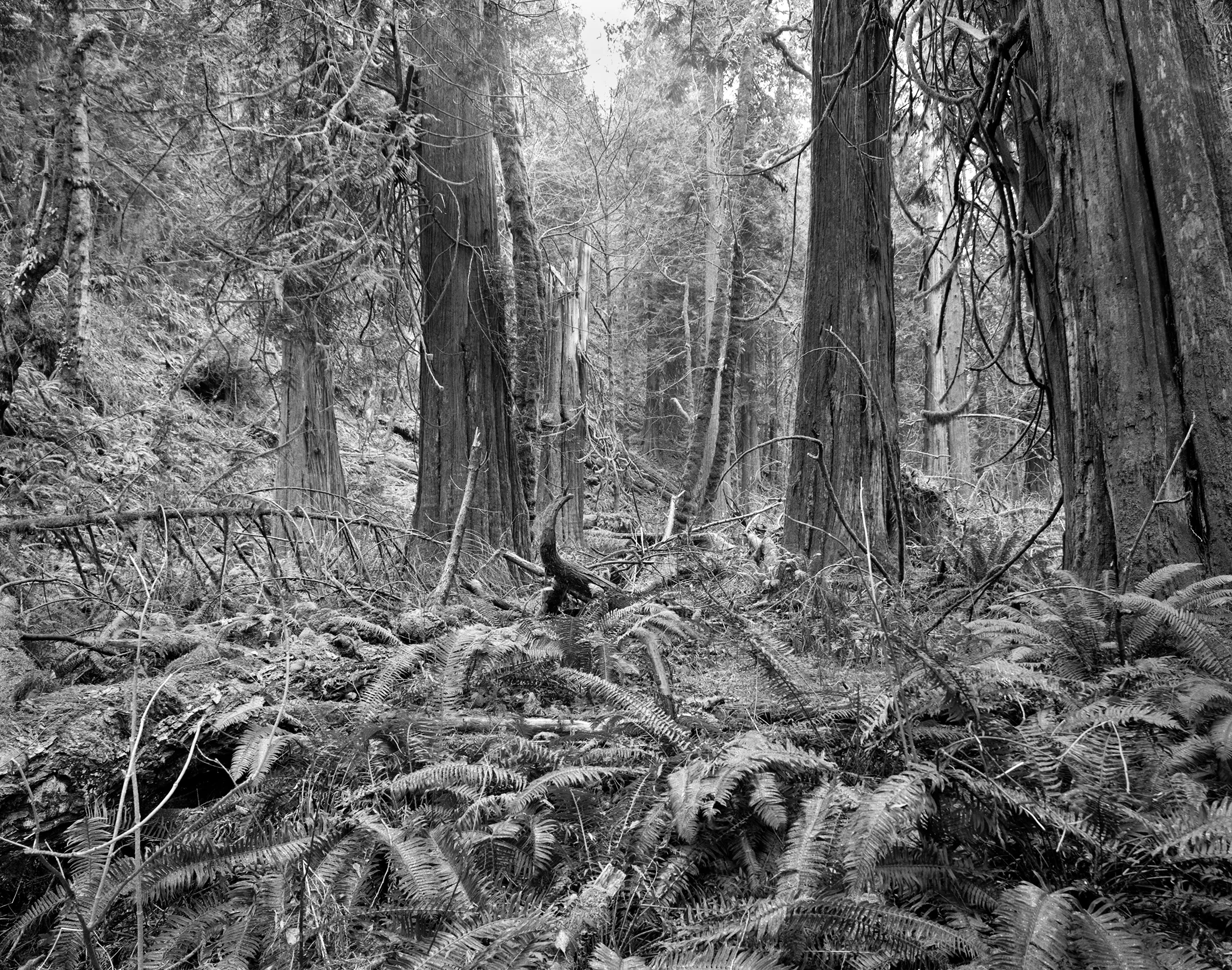 Lavdovsky_ Old Growth cedars.jpg