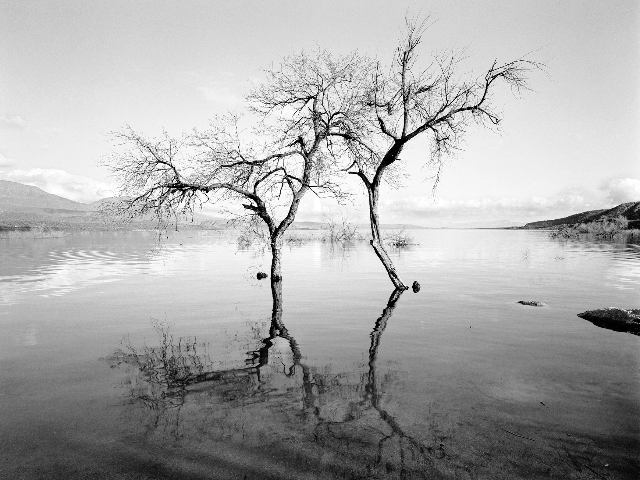 Lavdovsky_Flooded Reservoir trees.jpg