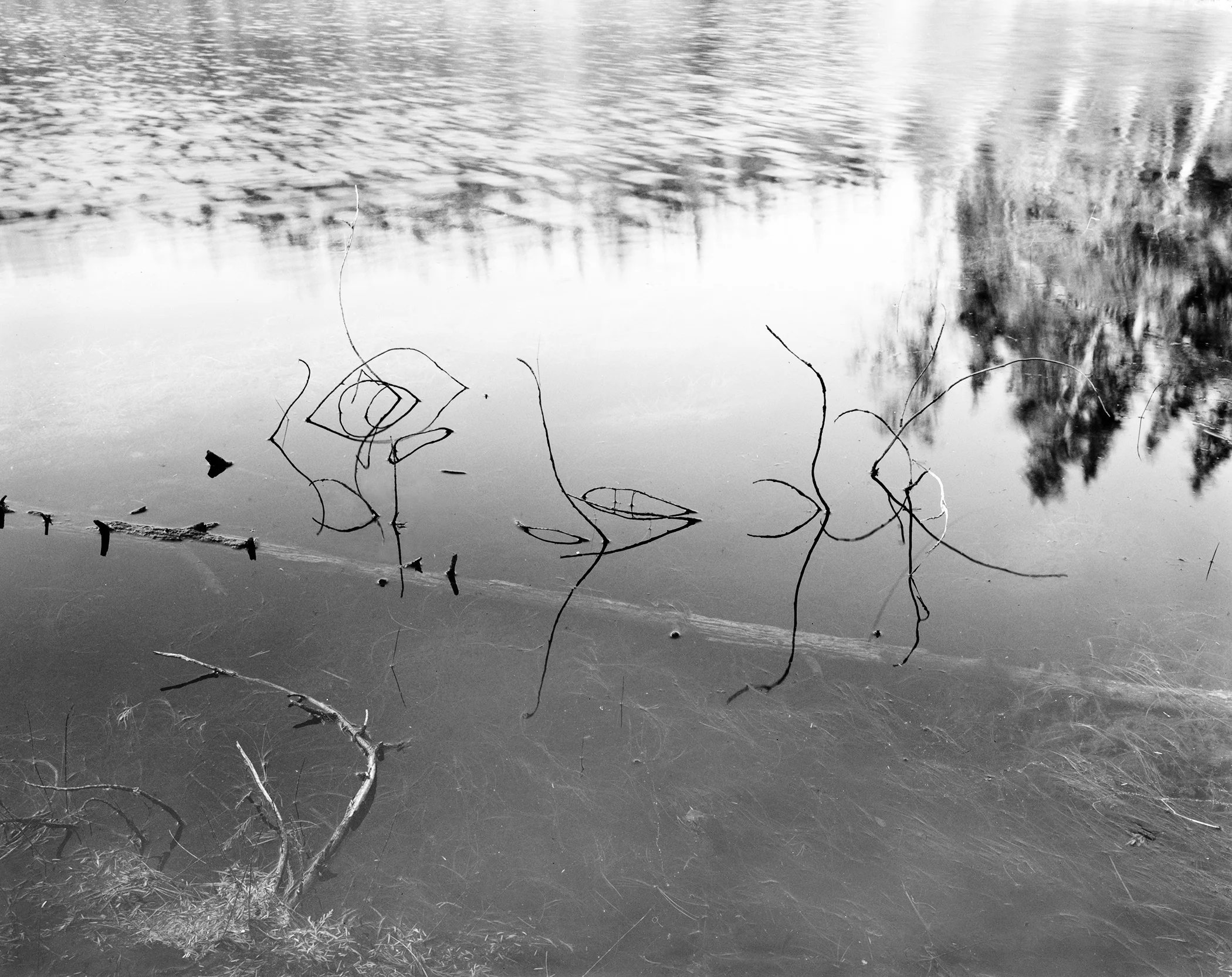 Lavdovsky_ Tree ghosts of nugedzi lake.jpg