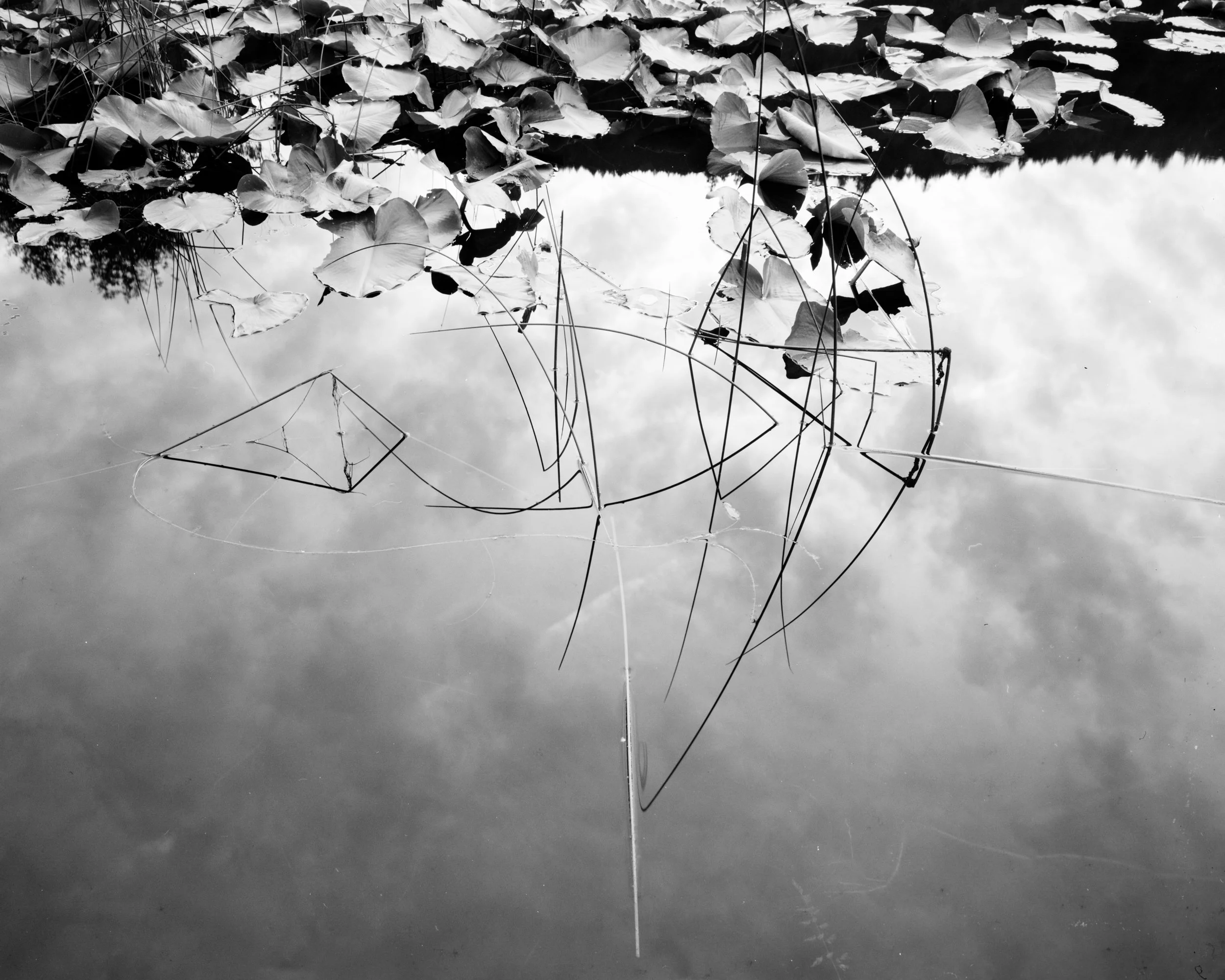 pond-reeds.jpg