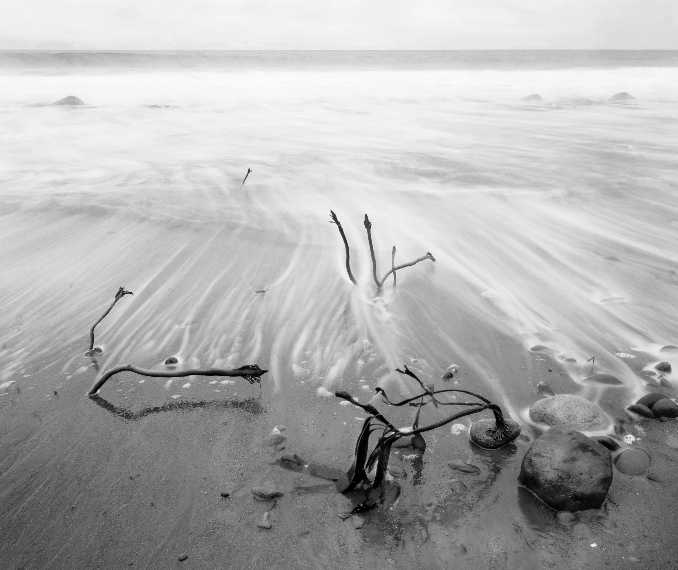 kelp-sprouts-small.jpg