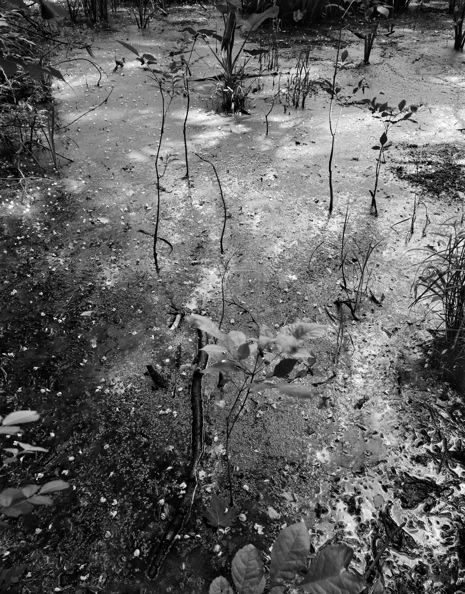 new-version-of-swamp-w-plants-3-27am.jpg