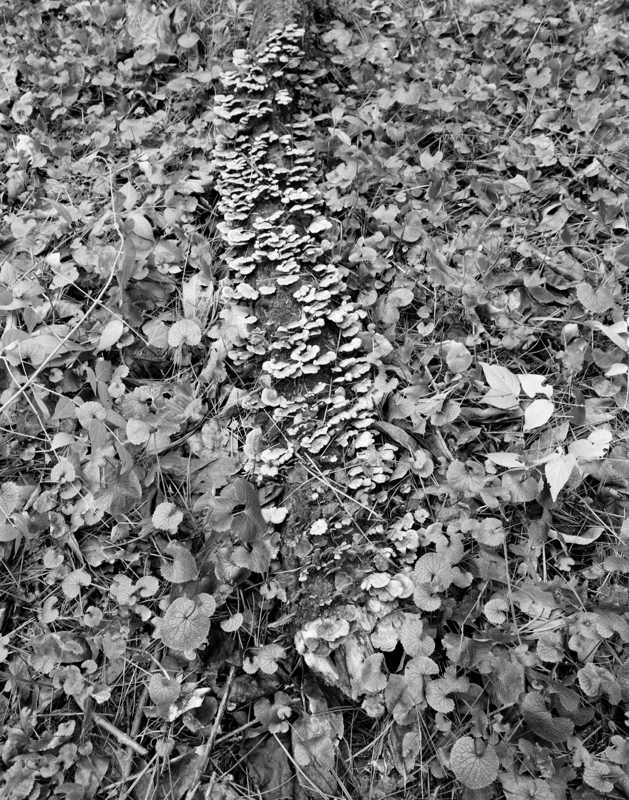 fungi-and-leaves-altered.jpg