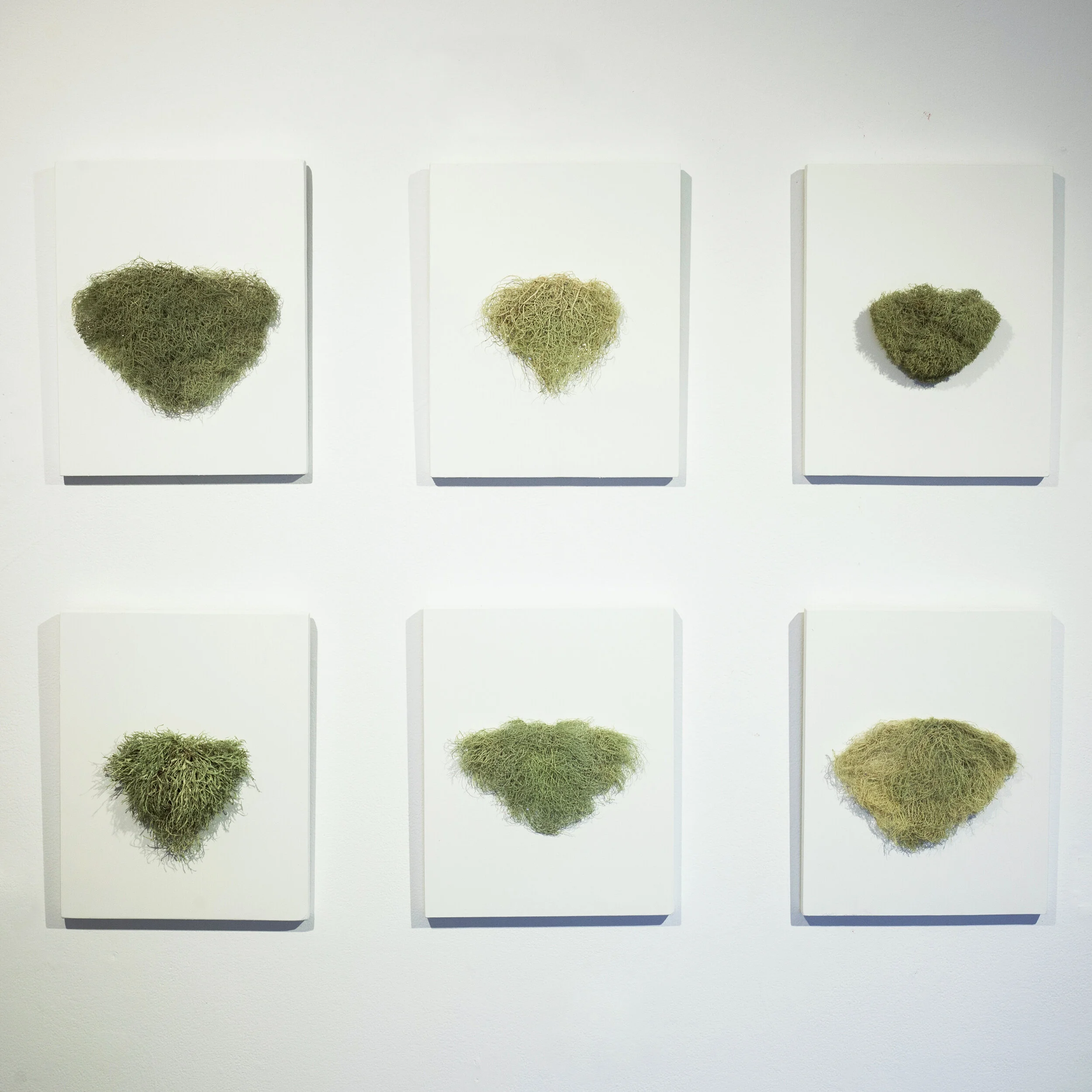 Lichen Merkins, 2018