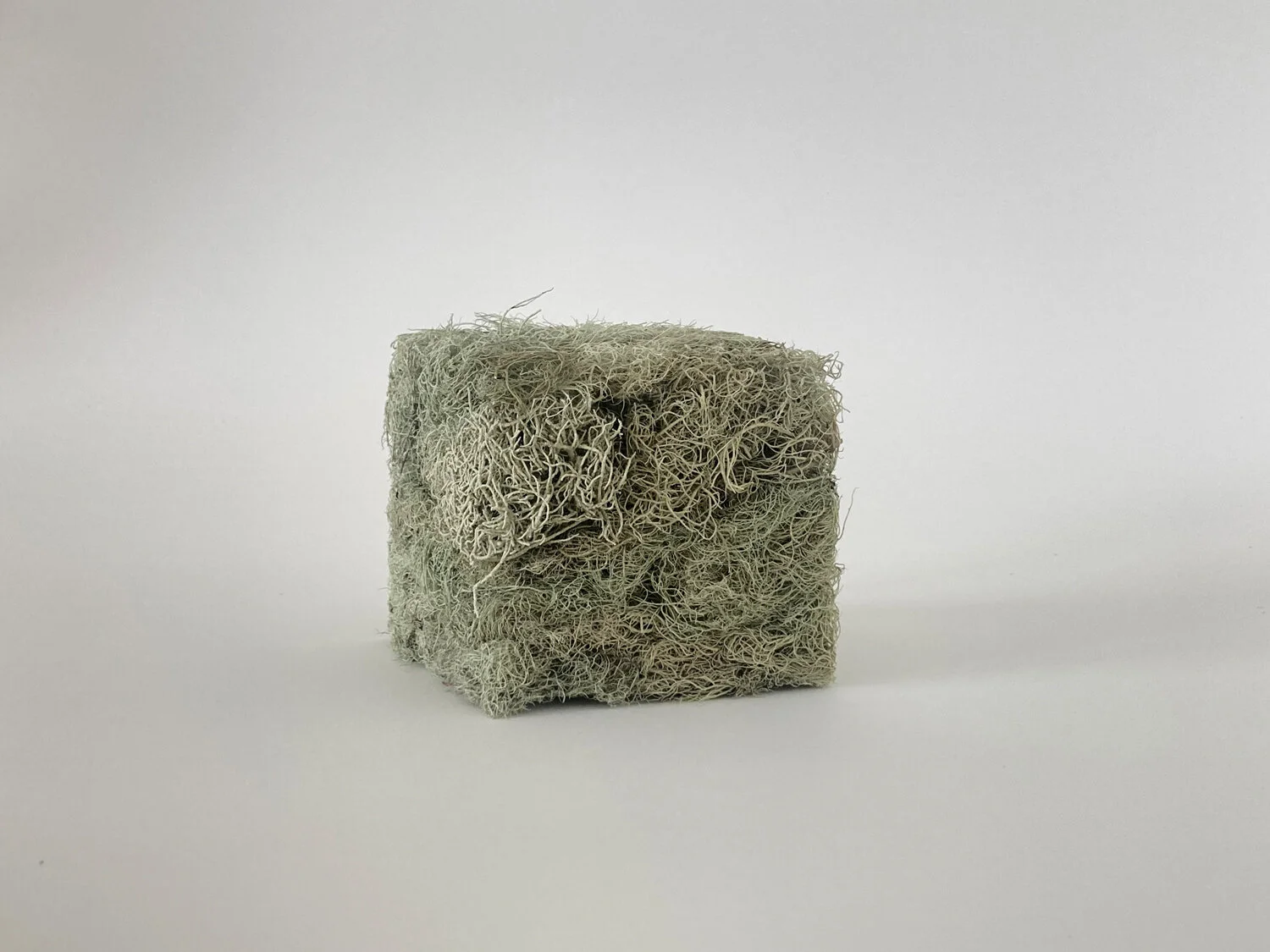 Lichen Cube (test), 2021