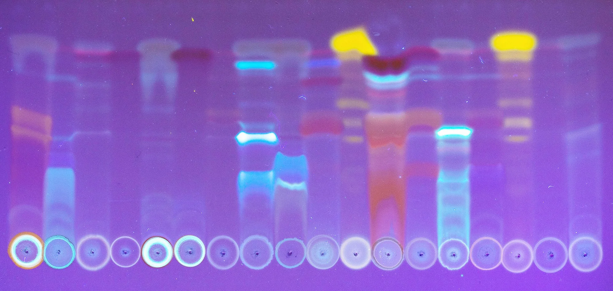Chemical markers of lichens on a seaside tree.