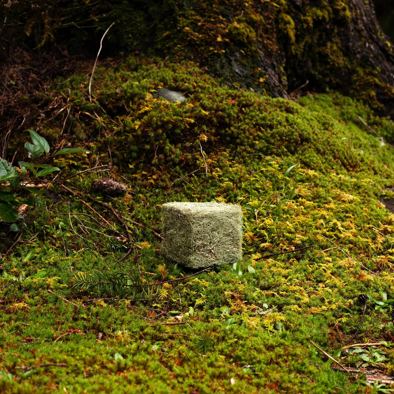 Lichen cube (I), 2021.