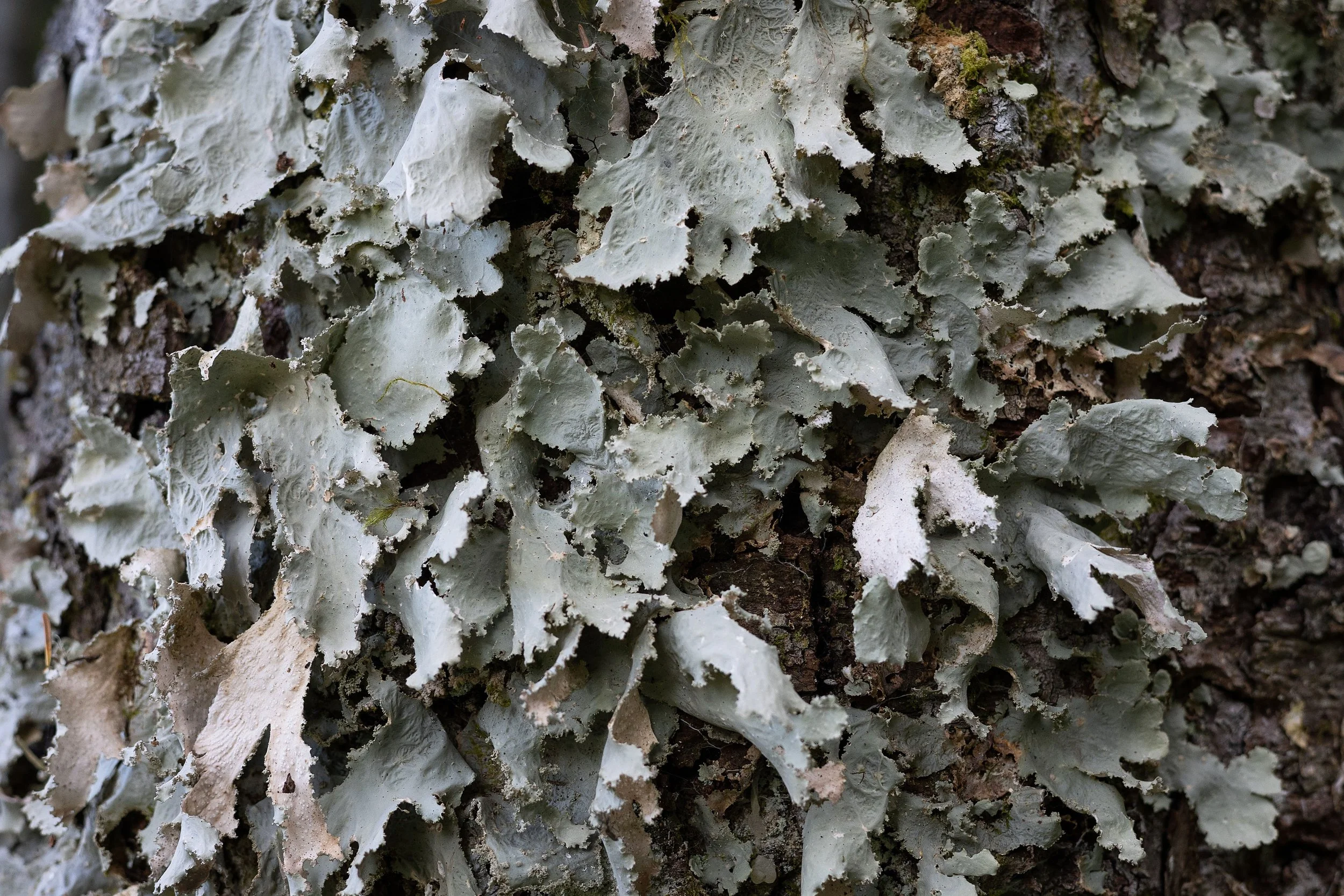 Oldgrowth Specklebelly Lichen (Pseudocyphellaria Rainierensis)