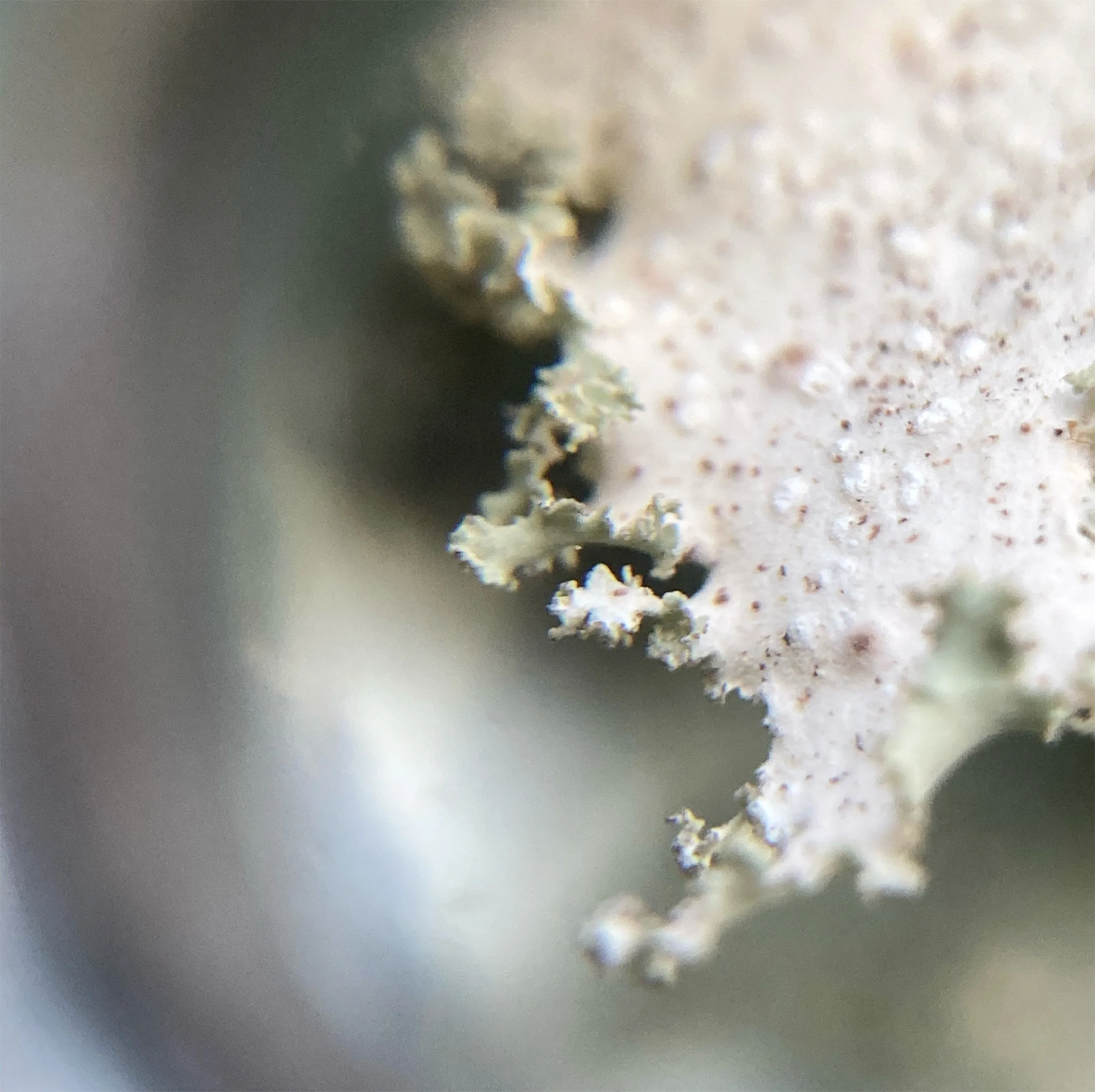 Macro closeup of rare lichen