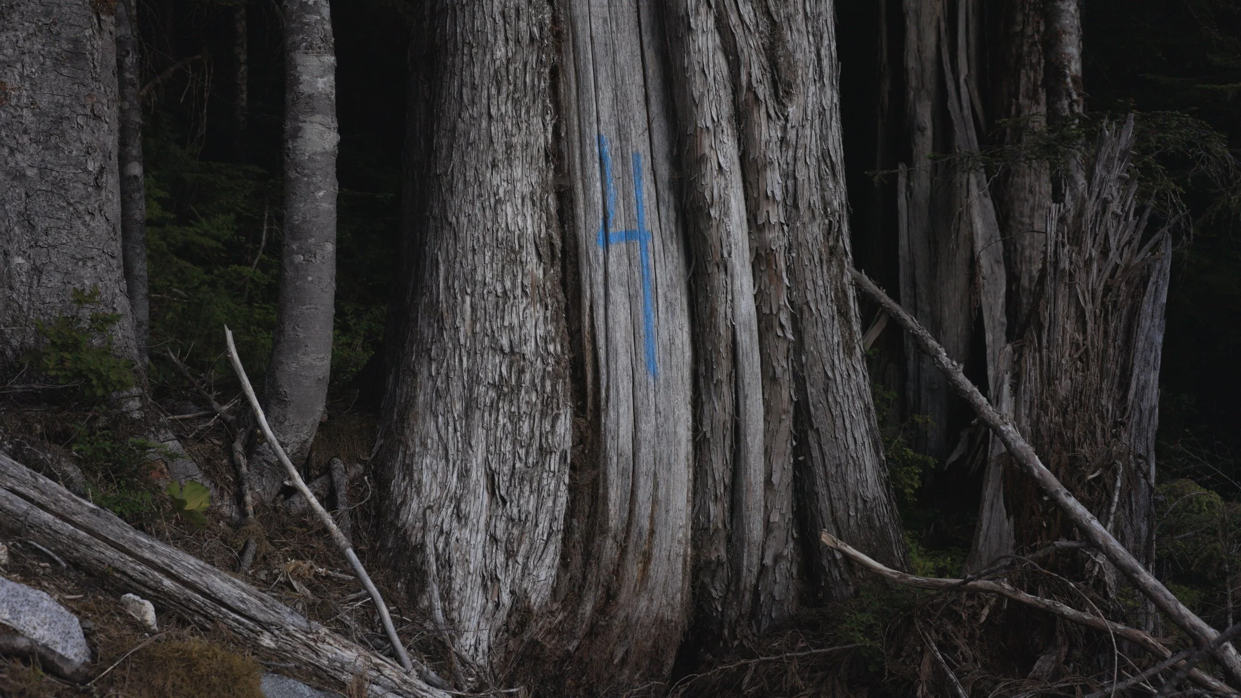 Ancient forest "cutblock"