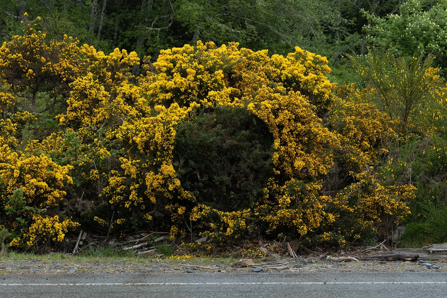Gorse: A Remedy for Hopelessness, 2022.  Ecological intervention/performance