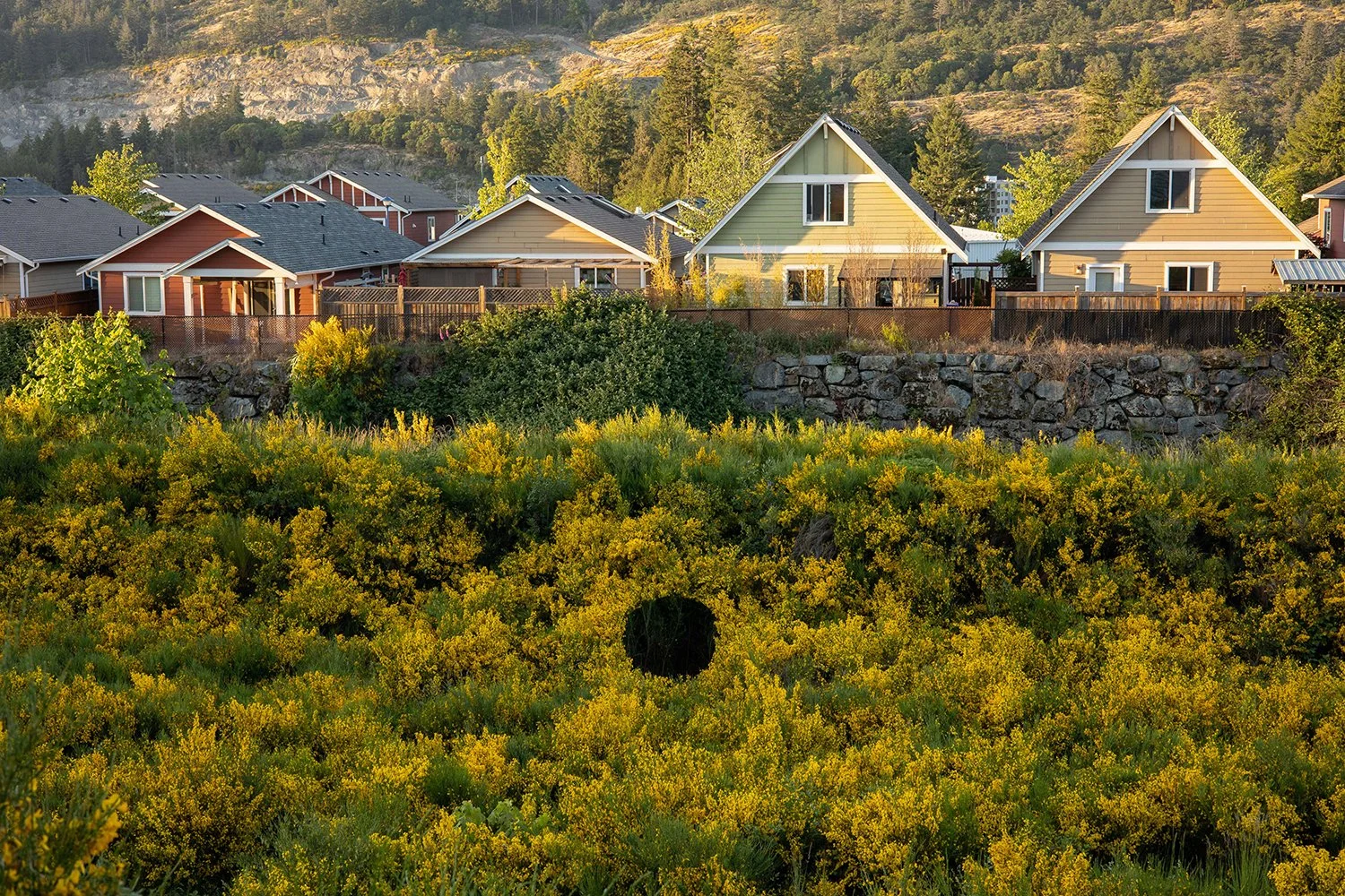 Invasive Scotch Broom Removal, 2023. Ecological reciprocity intervention. 