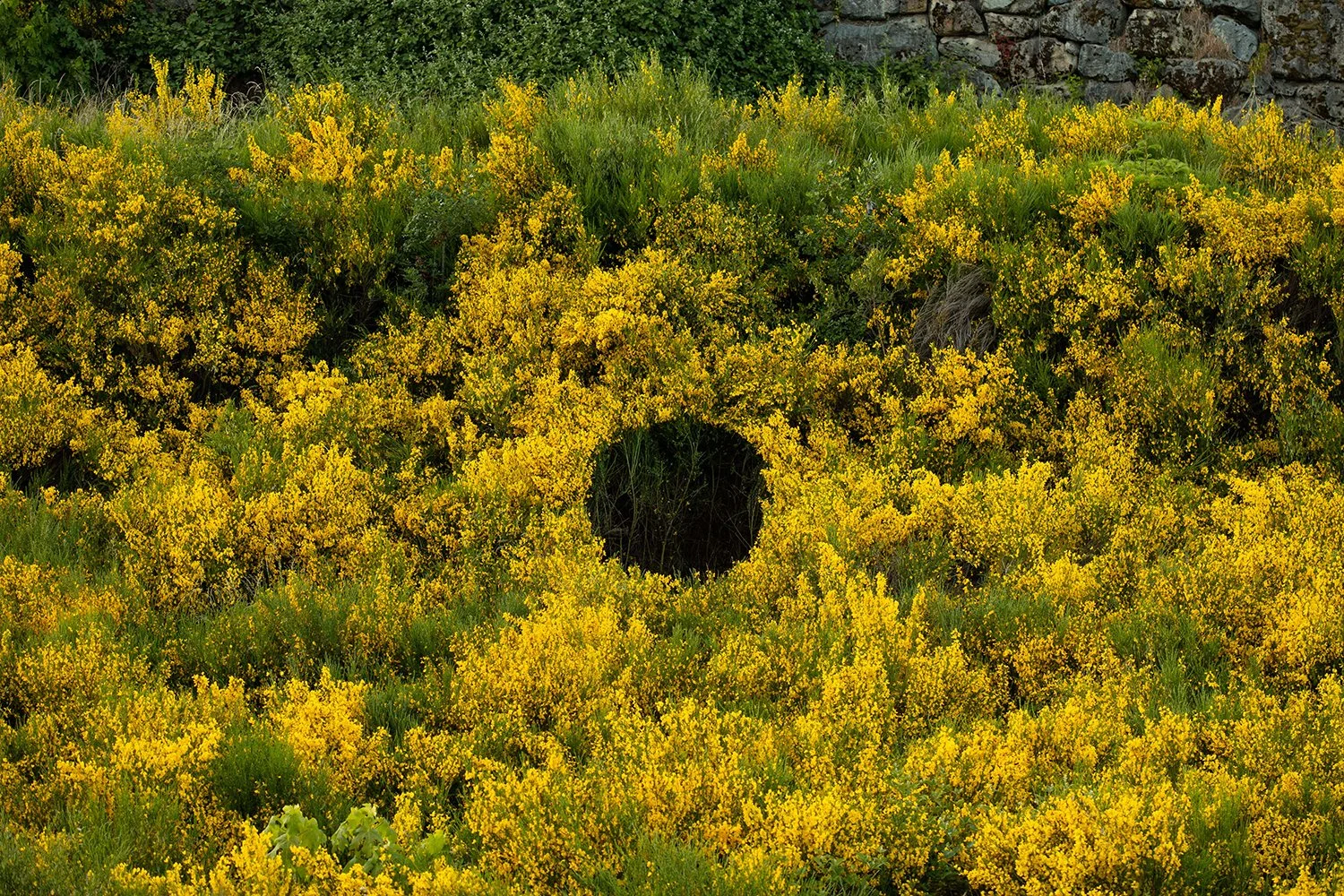 Invasive Scotch Broom Removal, closeup view.