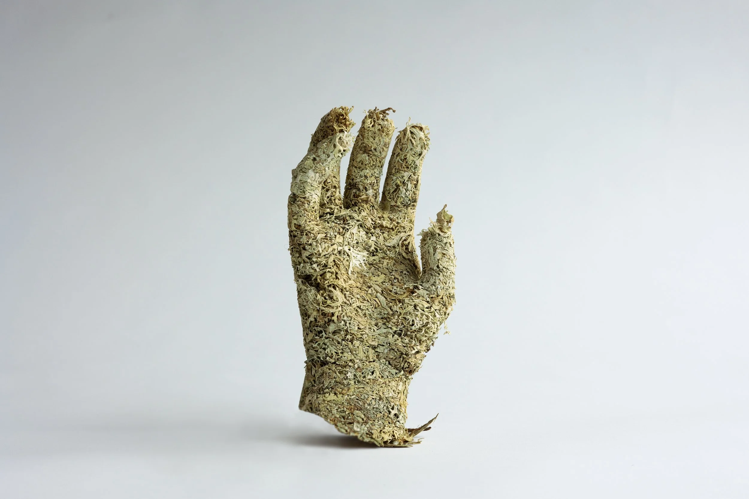Lichen Hand with Oak Moss