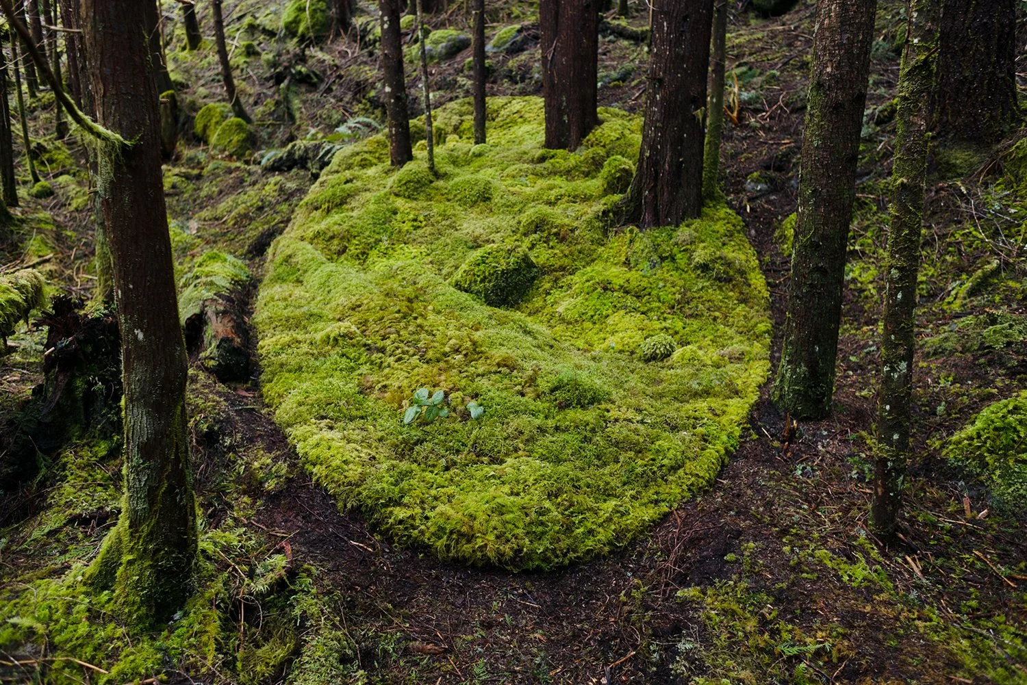 Moss Salvage Circle, 2023, living moss, shrubs, tree seedlings, soil. 